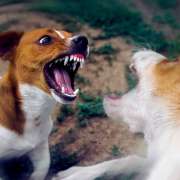 Dog aggression
