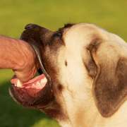 Dog Bite Liability