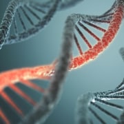 Gene Mutation + Asbestos = Mesothelioma