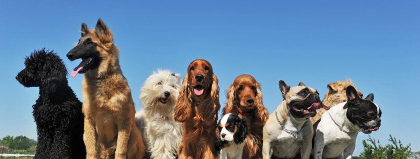 Does Breed Matter for Legal Liability